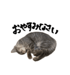 サイベリアンの子猫 こはくさん（個別スタンプ：4）