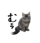サイベリアンの子猫 こはくさん（個別スタンプ：10）