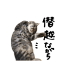 サイベリアンの子猫 こはくさん（個別スタンプ：11）
