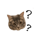 サイベリアンの子猫 こはくさん（個別スタンプ：12）