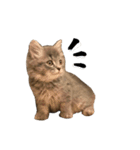 サイベリアンの子猫 こはくさん（個別スタンプ：13）