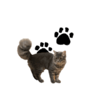 サイベリアンの子猫 こはくさん（個別スタンプ：14）