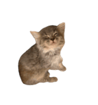 サイベリアンの子猫 こはくさん（個別スタンプ：15）