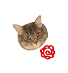 サイベリアンの子猫 こはくさん（個別スタンプ：19）