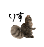 サイベリアンの子猫 こはくさん（個別スタンプ：21）