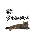 サイベリアンの子猫 こはくさん（個別スタンプ：23）