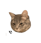 サイベリアンの子猫 こはくさん（個別スタンプ：24）