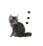 サイベリアンの子猫 こはくさん（個別スタンプ：28）