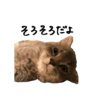 サイベリアンの子猫 こはくさん（個別スタンプ：30）