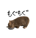 サイベリアンの子猫 こはくさん（個別スタンプ：31）