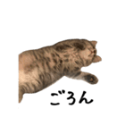 サイベリアンの子猫 こはくさん（個別スタンプ：33）