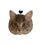 サイベリアンの子猫 こはくさん（個別スタンプ：34）