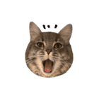 サイベリアンの子猫 こはくさん（個別スタンプ：35）