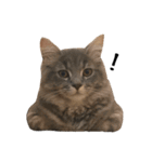 サイベリアンの子猫 こはくさん（個別スタンプ：36）