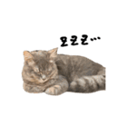 サイベリアンの子猫 こはくさん（個別スタンプ：38）