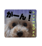 『日常会話』犬 プードル＆ヨーキー①（個別スタンプ：32）