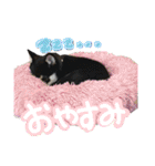 くろしばちゃんの家（個別スタンプ：13）