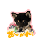 くろしばちゃんの家（個別スタンプ：18）
