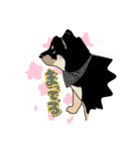 くろしばちゃんの家（個別スタンプ：24）