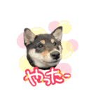 くろしばちゃんの家（個別スタンプ：30）