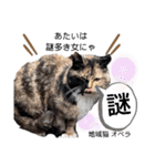 地域猫の愉快なスタンプ8（個別スタンプ：23）