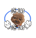 プードル犬マロン6（個別スタンプ：1）