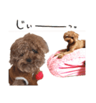 プードル犬マロン6（個別スタンプ：3）