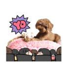 プードル犬マロン6（個別スタンプ：6）