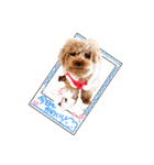 プードル犬マロン6（個別スタンプ：7）