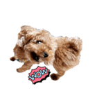 プードル犬マロン6（個別スタンプ：9）