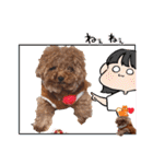 プードル犬マロン6（個別スタンプ：12）