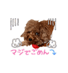 プードル犬マロン6（個別スタンプ：13）