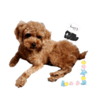 プードル犬マロン6（個別スタンプ：16）