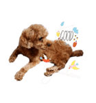 プードル犬マロン6（個別スタンプ：17）