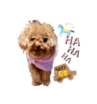 プードル犬マロン6（個別スタンプ：19）