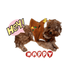 プードル犬マロン6（個別スタンプ：22）