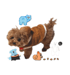 プードル犬マロン6（個別スタンプ：23）