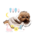 プードル犬マロン6（個別スタンプ：24）