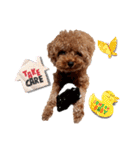 プードル犬マロン6（個別スタンプ：29）