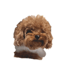 プードル犬マロン6（個別スタンプ：30）