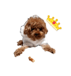 プードル犬マロン6（個別スタンプ：31）