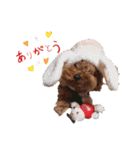 プードル犬マロン6（個別スタンプ：32）