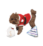 プードル犬マロン6（個別スタンプ：33）