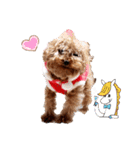 プードル犬マロン6（個別スタンプ：35）