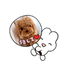 プードル犬マロン6（個別スタンプ：36）