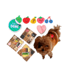 プードル犬マロン6（個別スタンプ：37）