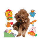 プードル犬マロン6（個別スタンプ：38）