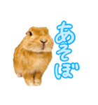 大好きぺんたん（個別スタンプ：2）