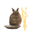 大好きぺんたん（個別スタンプ：4）