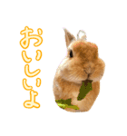 大好きぺんたん（個別スタンプ：5）